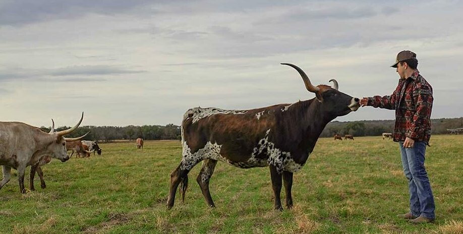 Texas longhorn cattle for sale
