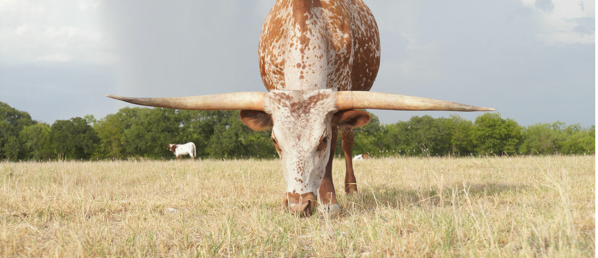 Longhorn Cattle grazing in Texas field