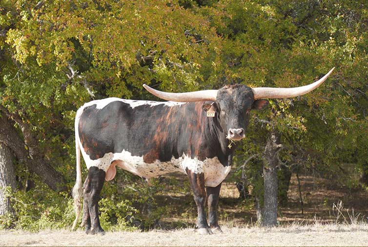 Texas longhorn herd