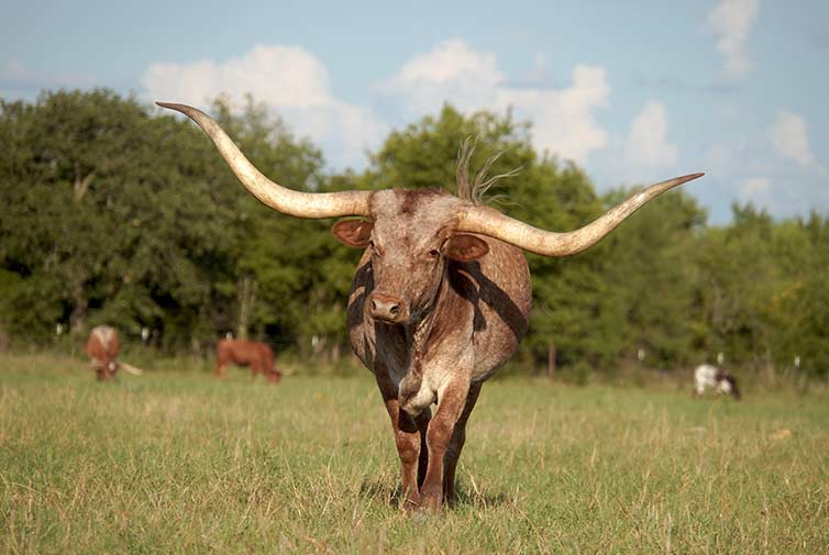 Texas longhorn cattle for sale in Texas – Salebarn