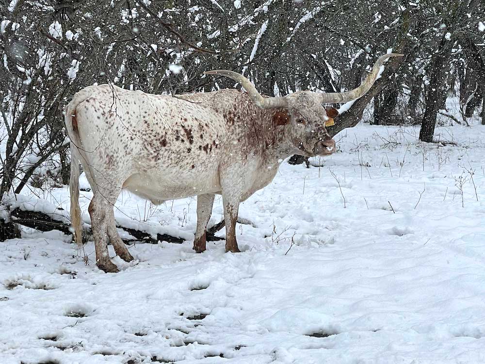 longhorn cow in winter in texas