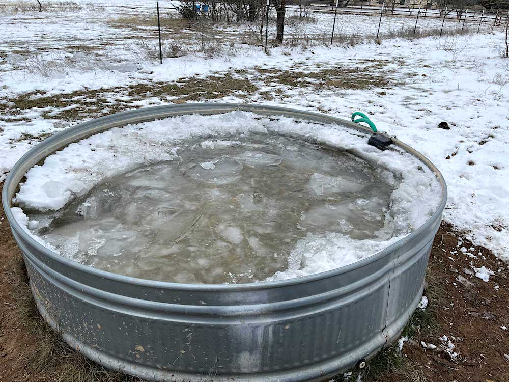 winterizing in texas with an iced cattle trough