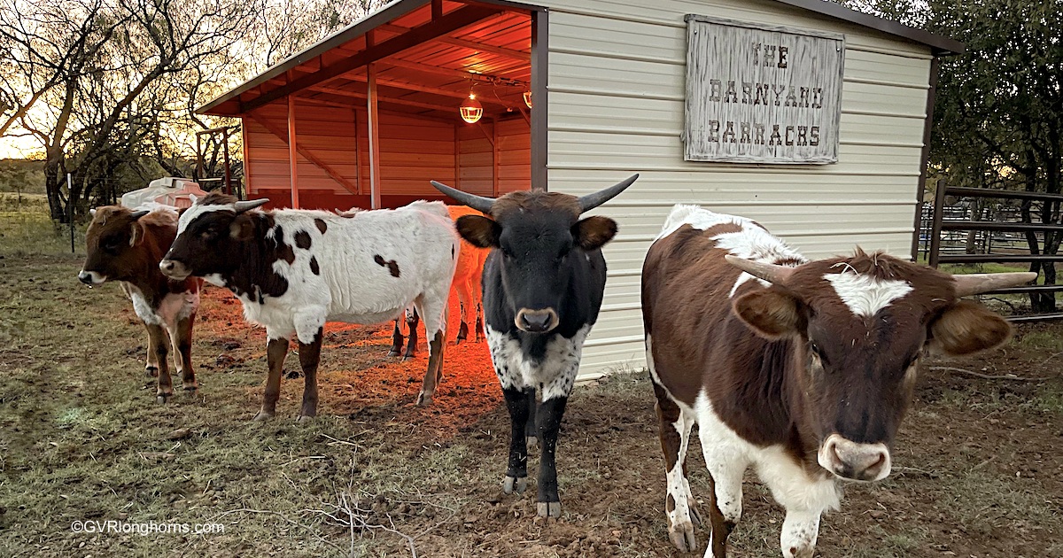 longhorn calves in winter in texas