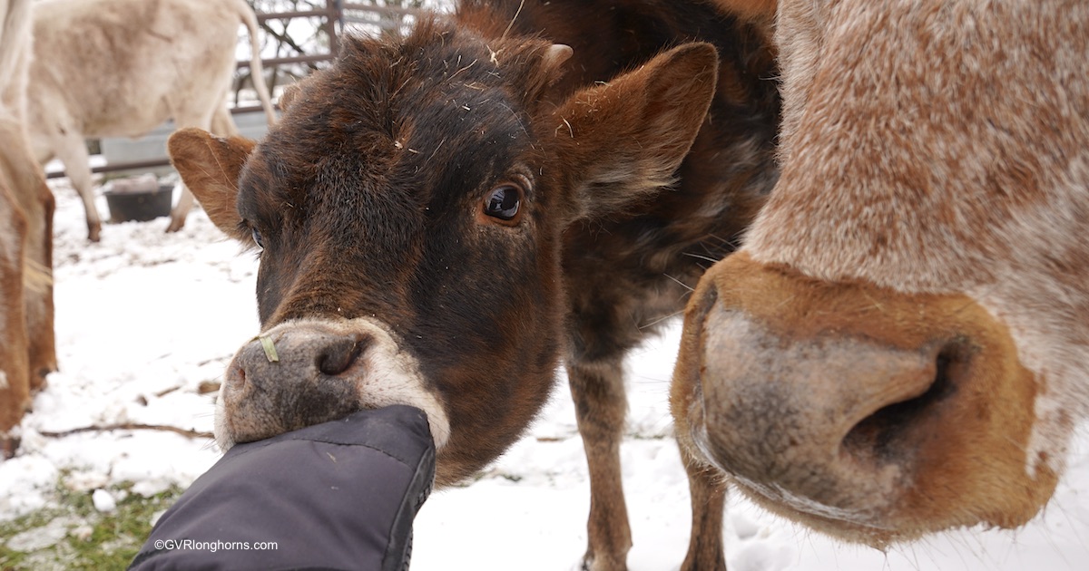 longhorn calf in winter in texas