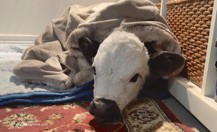 longhorn calf indoors