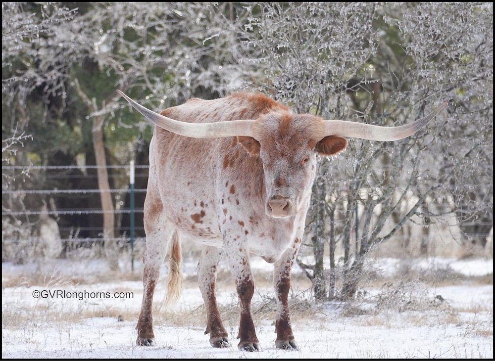 longhorns in winter in texas