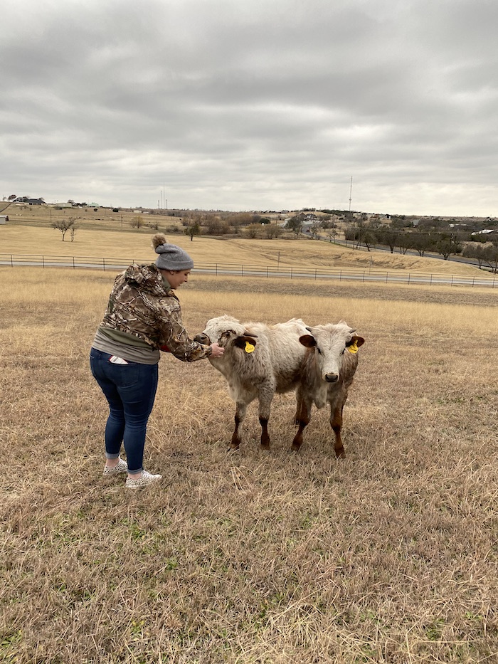 longhorn steers in weatherford texas
