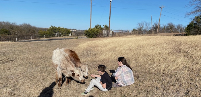 longhorn steers in weatherford texas