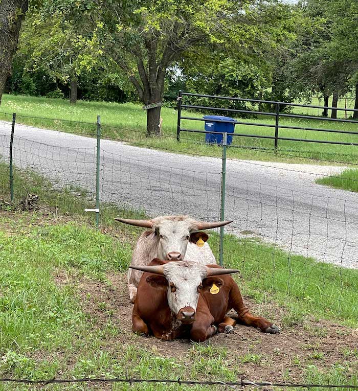 texas longhorn steers