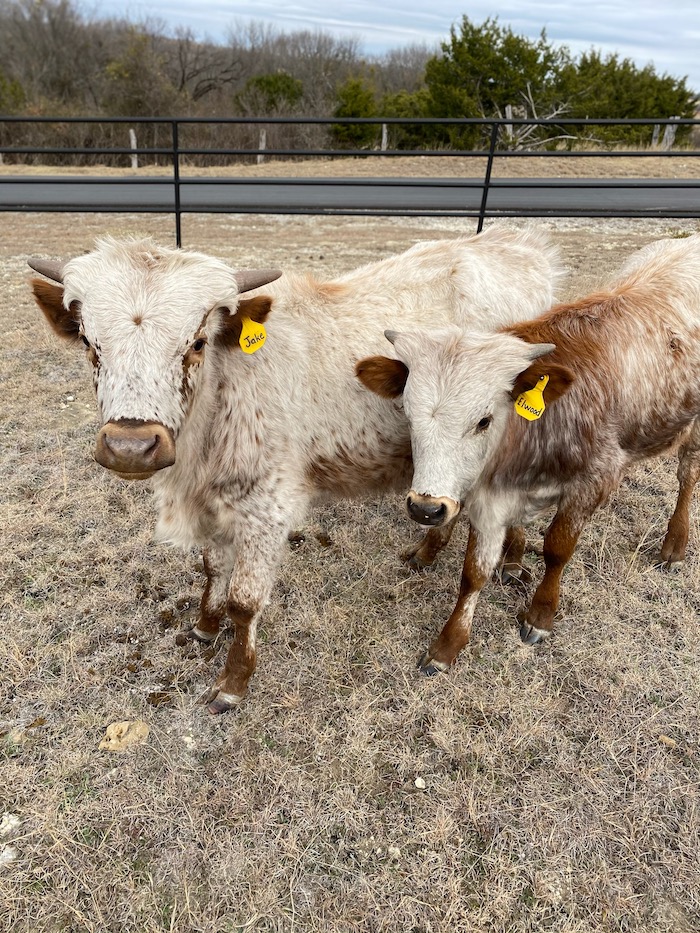 longhorn steers jake and elwood