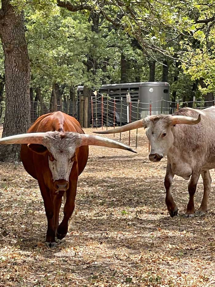texas longhorn steers from gvrlonghorns