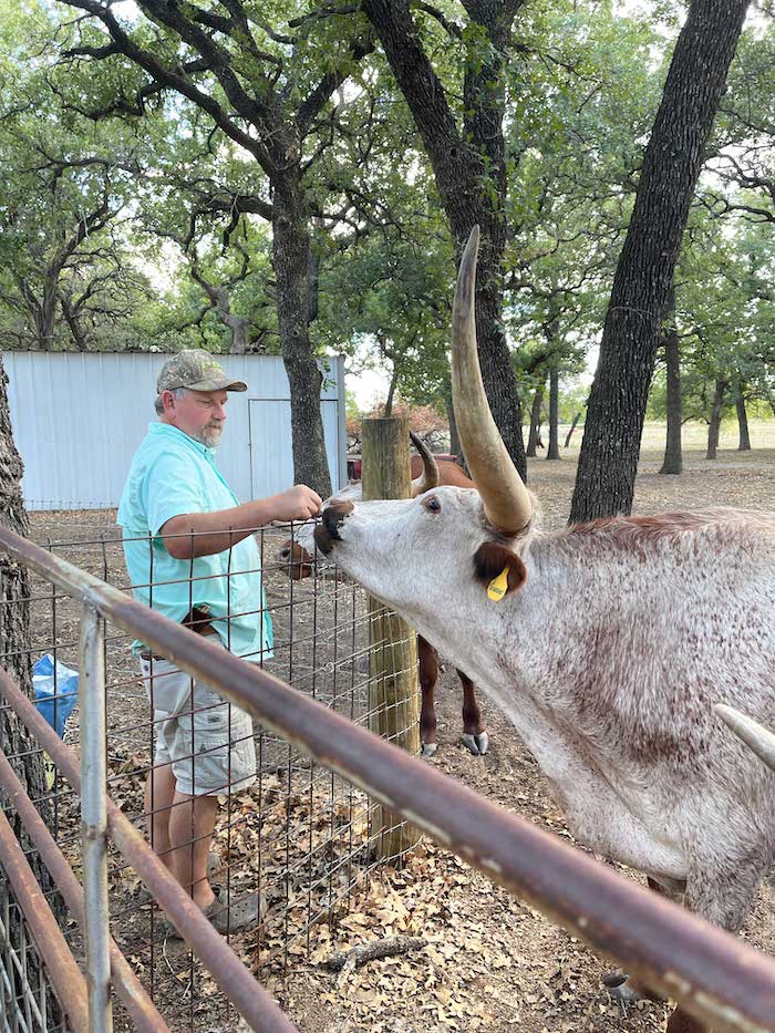 texas longhorn steer from GVRlonghorns