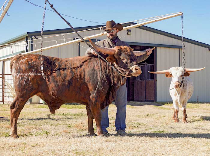 Texas longhorn bull on halter