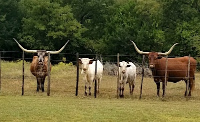 texas longhorn cattle sold in texas