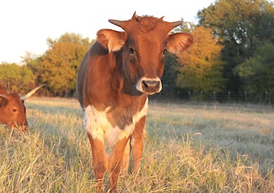 longhorn heifer sold at GVRlonghorns