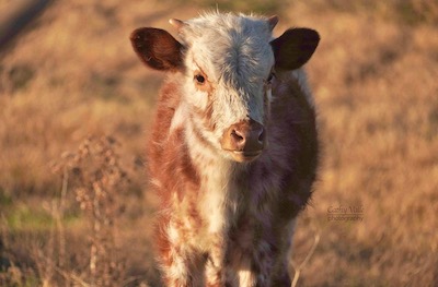 longhorn-steer
