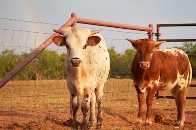 longhorn steers for sale