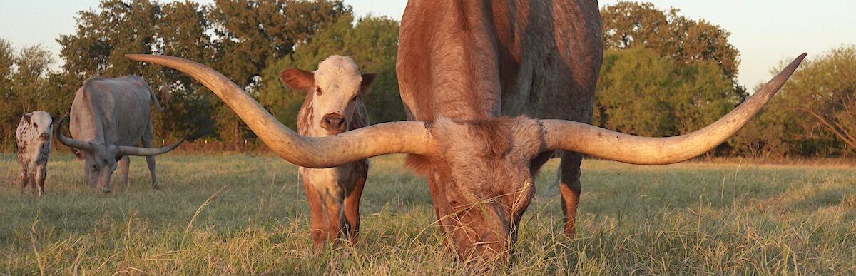 texas longhorn cattle