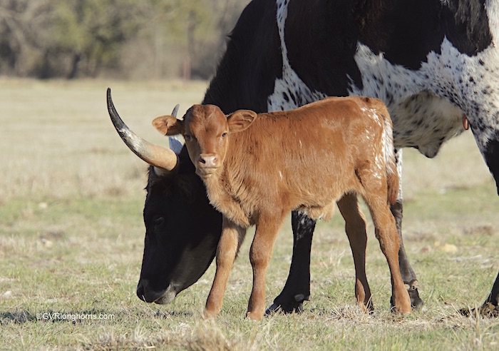 texas longhorn cow and calf