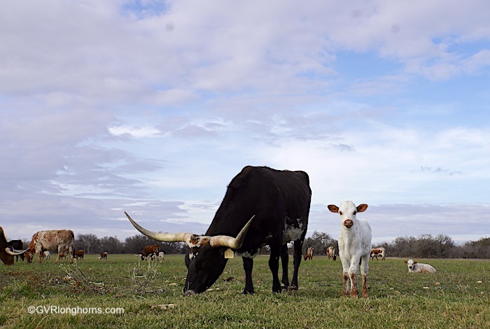 longhorn cow with calf