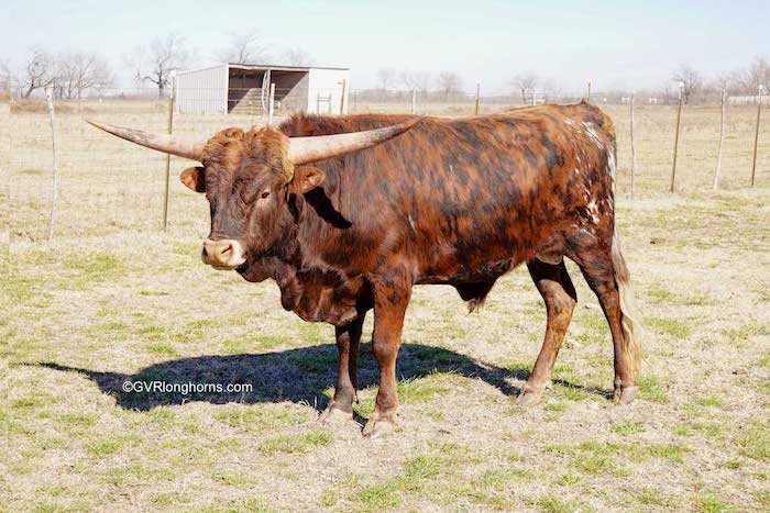 texas longhorn bull