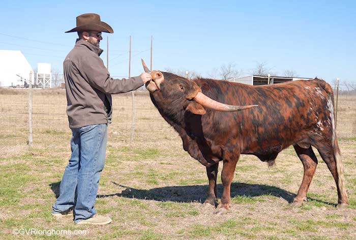 cowboy feeds his longhorn bull