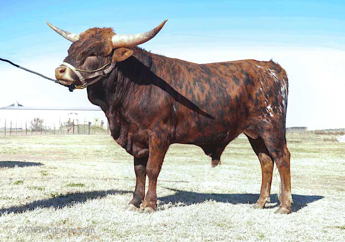 texas longhorn bull