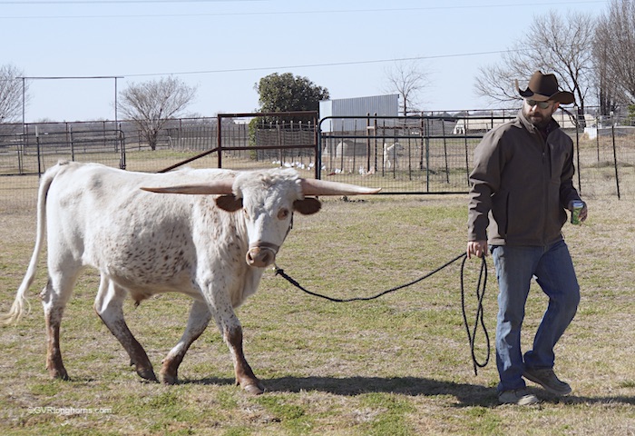 texas longhorn bull