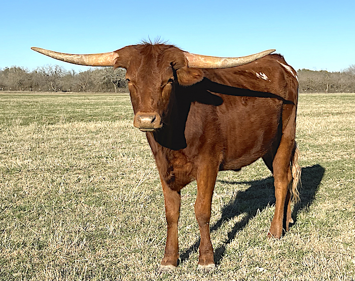 Longhorn Heifers For Sale at GVR Longhorns LLC in Texas