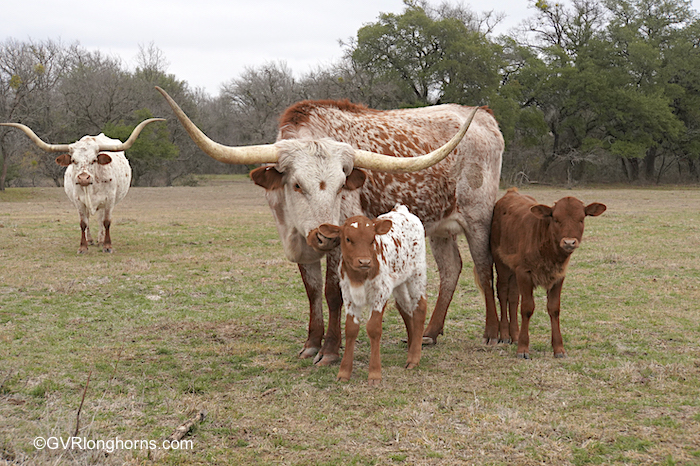 longhorn cow licks her calf