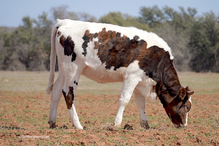 longhorn-calf-for-sale