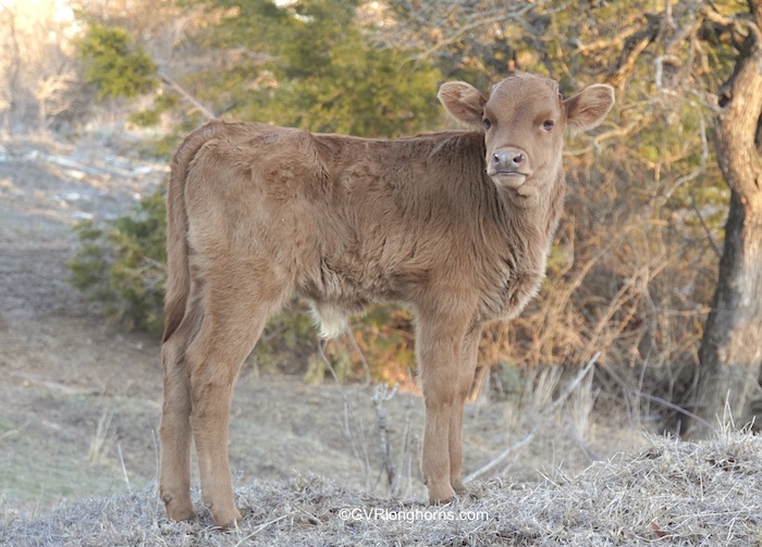 texas-longhorn-calf-for-sale