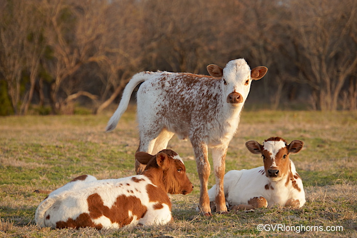 texas-longhorn-calves