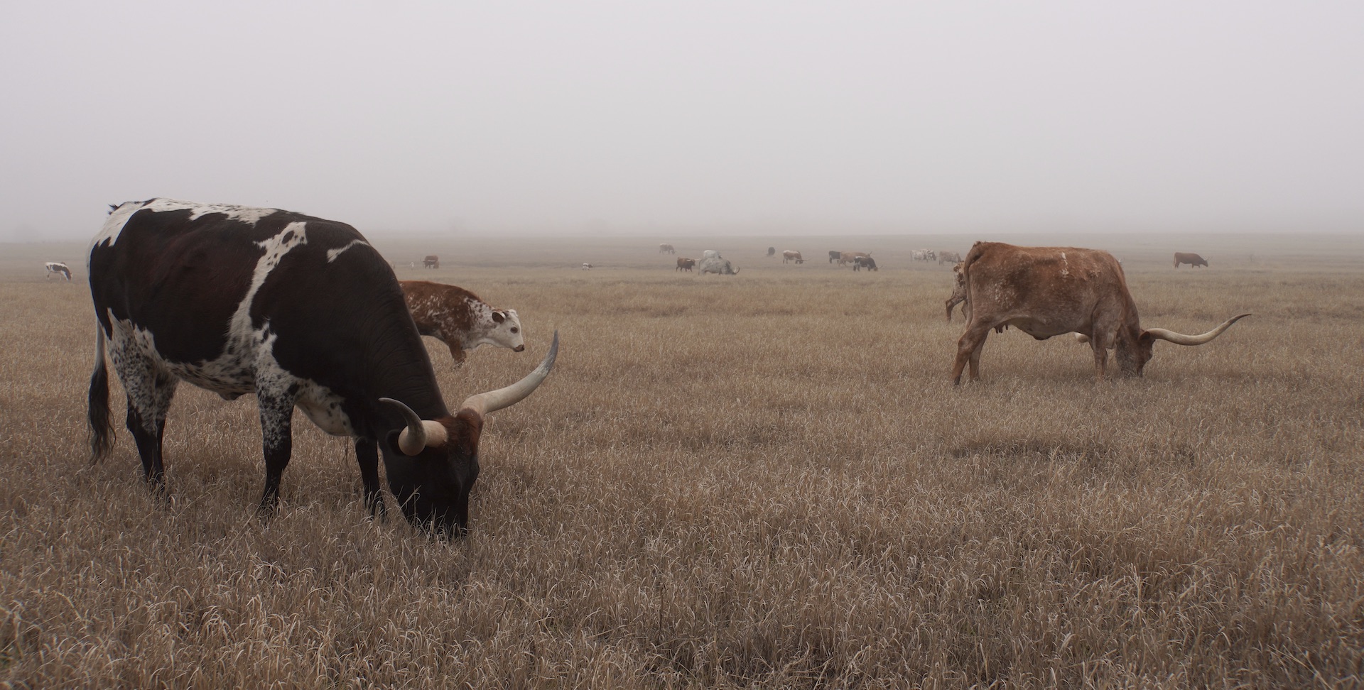 Longhorn cattle grazing in field