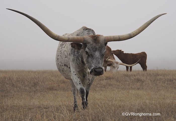 Texas-longhorn-cow