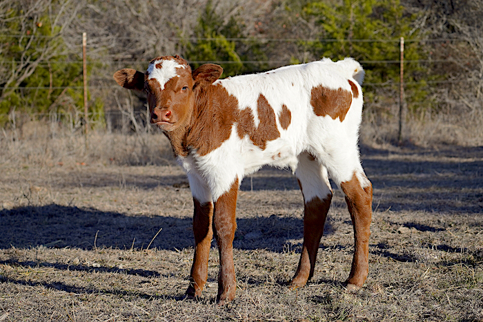 Texas-longhorn-calf-for-sale