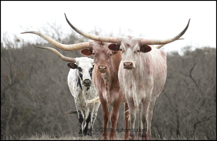 texas longhorn cattle