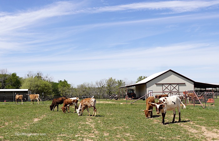 Texas-longhorn-calves