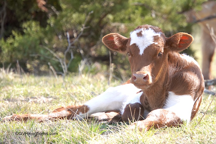 Texas longhorn calf