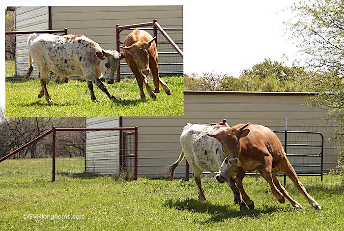 longhorn-calf