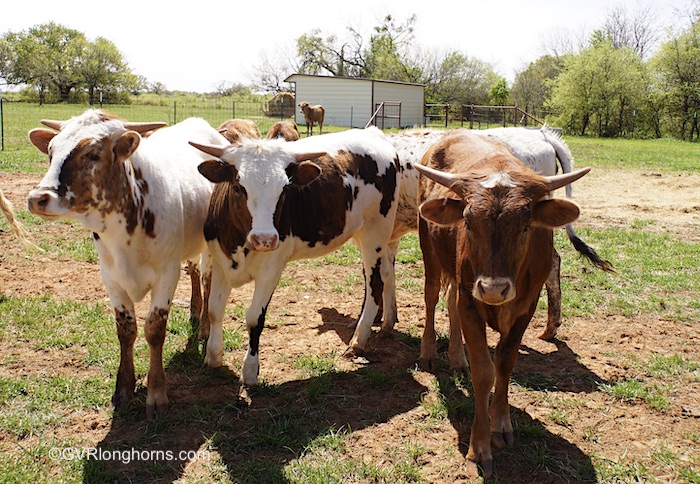 texas-longhorn-calves