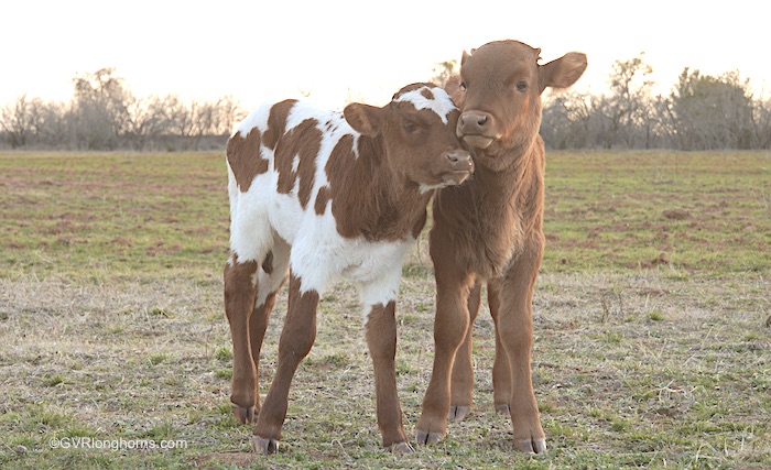 texas-longhorn-calves