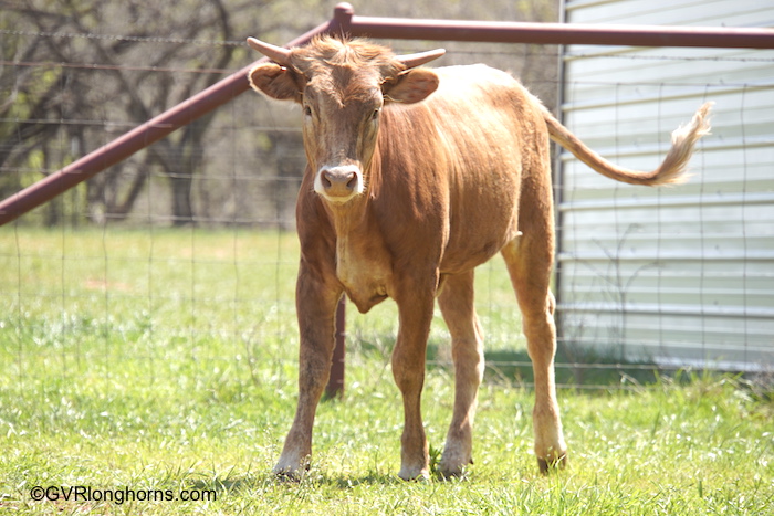 longhorn-calf