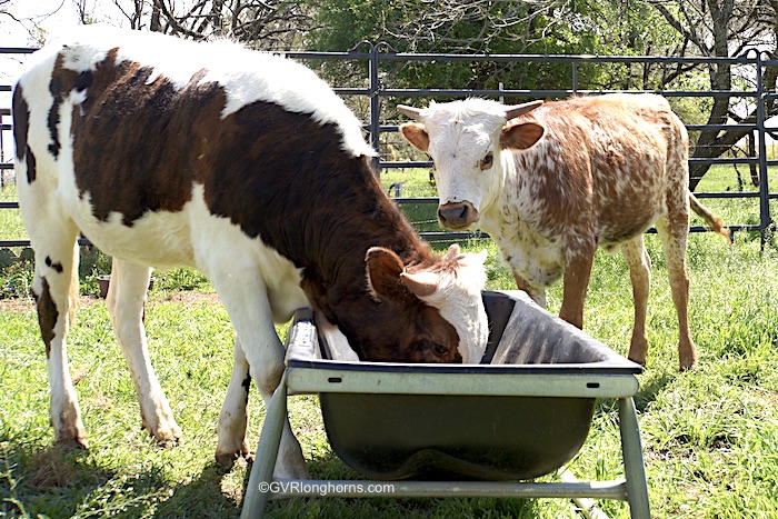 texas-longhorn-calves