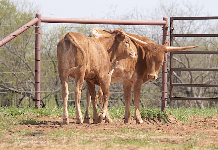 Longhorn-calf-friends