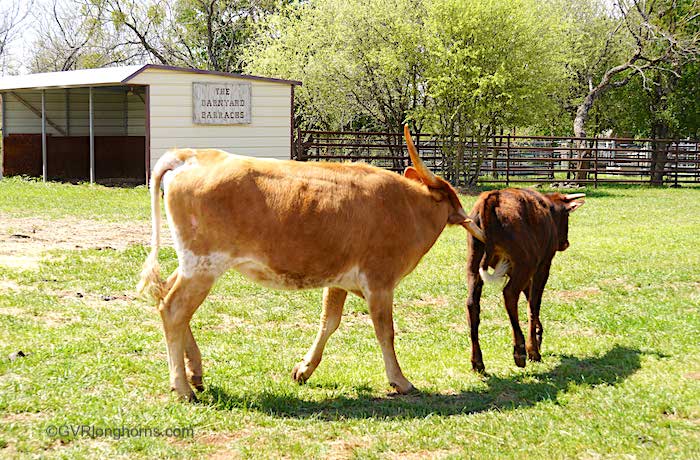 longhorn-calf