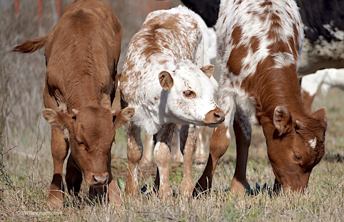 texas-longhorn-calves