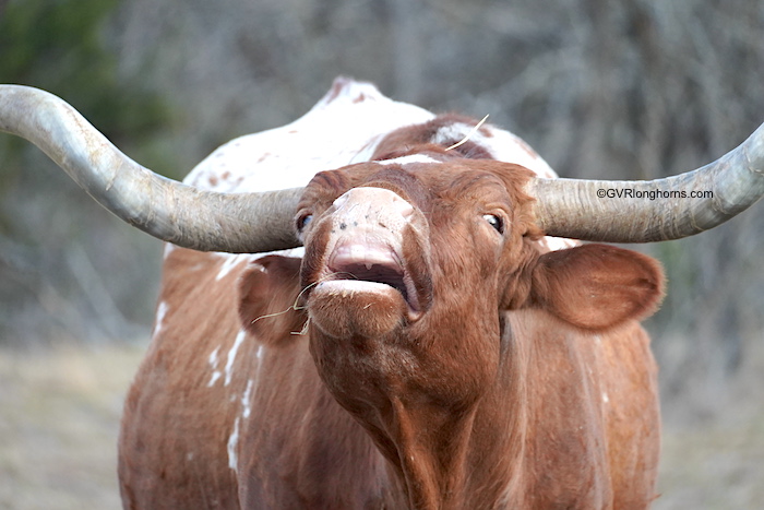 longhorn-cow