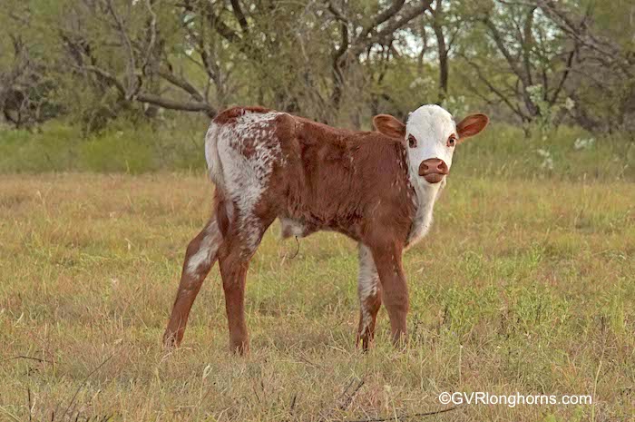 longhorn-steer