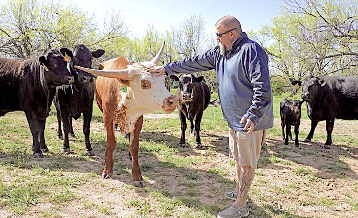 Texas-longhorn-steer